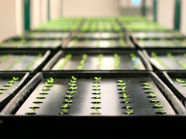 В Чувашии построили первую теплицу для выращивания сеянцев с закрытой корневой системой